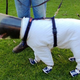 Image for article titled The Dog Beekeeper Suit: A Few Questions and Answers